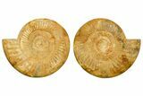 Cut & Polished Jurassic Ammonite (Perisphinctes) Fossil #364178-1